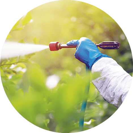 Spray ecological pesticide. Farmer fumigate in protective suit and mask lemon trees. Man spraying toxic pesticides, pesticide, insecticides