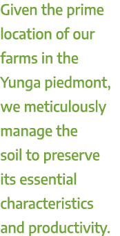 Given the prime location of our farms in the Yunga piedmont, we meticulously manage the soil to preserve its essentia...