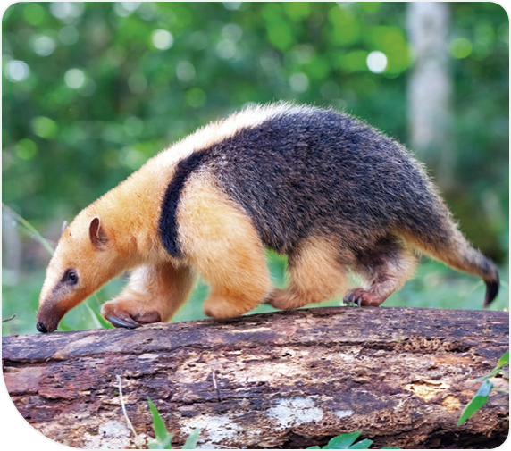 Collared anteater, Tamandua tetradactyla looking for insects to feed on in the subtropical rainforest of Argentina, wild habitat