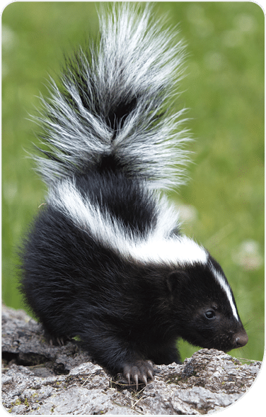 Pretty Little Skunk
