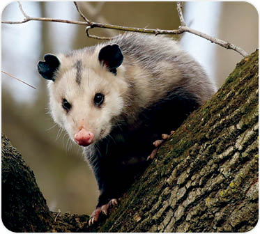 Virginia opossum -  North American opossum, climbing on the tree.Wild scene from Wisconsin.