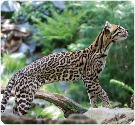 Ocelot 