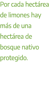 Por cada hect rea de limones hay m s de una hect rea de bosque nativo protegido. 