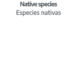 Native species Especies nativas