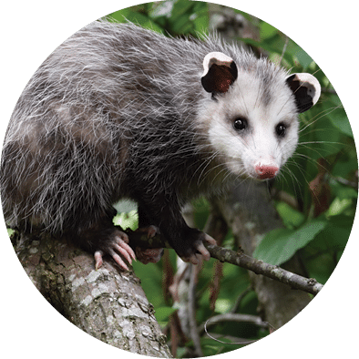 Opossum sitting on a branch