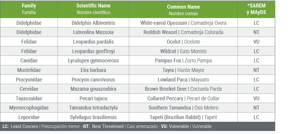 Family Familia,Scientific Name Nombre cient fico,Common Name Nombre com n,*SAREM y MAyDS,Didelphidae,Didelphis Albive...