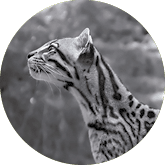 Ocelot 