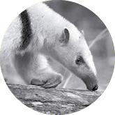 Collared anteater, Tamandua tetradactyla looking for insects to feed on in the subtropical rainforest of Argentina, wild habitat