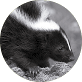 Pretty Little Skunk